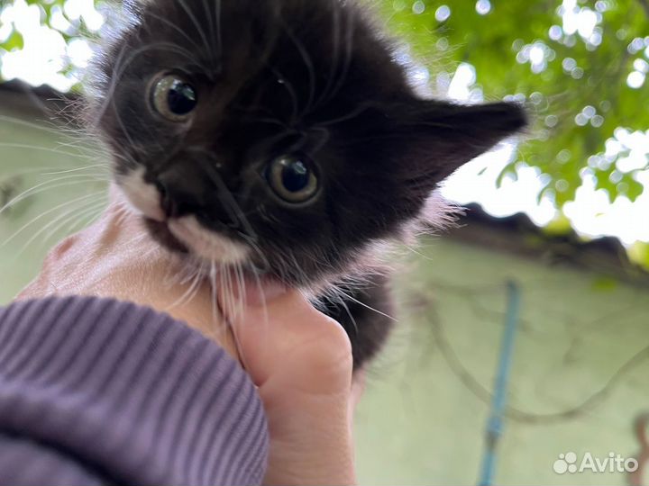 Отдам котенка в добрые руки