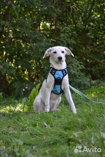 Щенок в добрые руки бесплатно