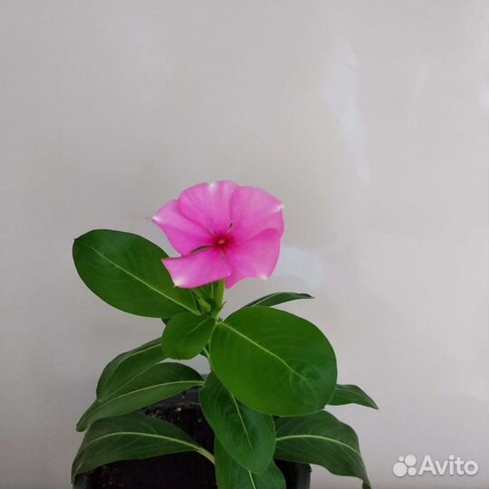 Катарантус барвинок