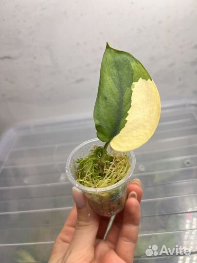 Сциндапсус жаде сатин вариегатный