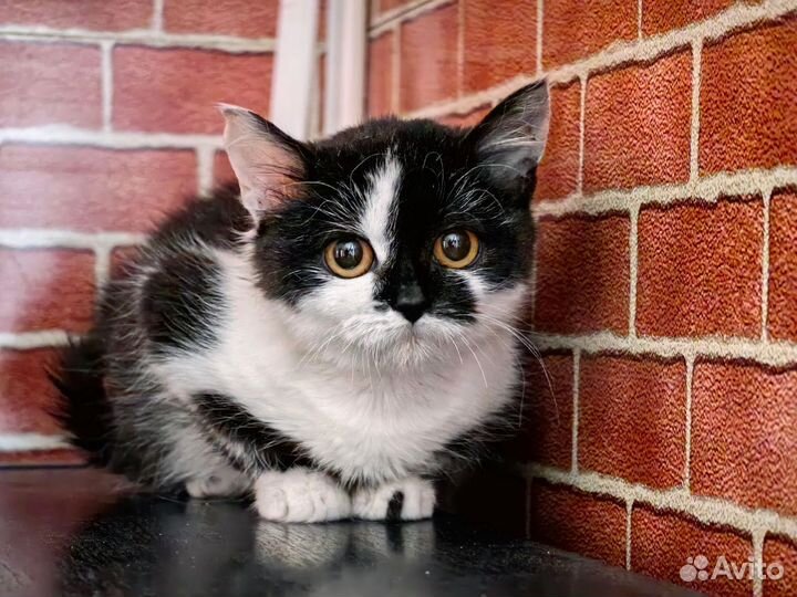 Котёнок девочка 2.5 месяца