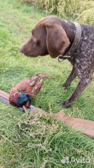 Курцхаар вязка