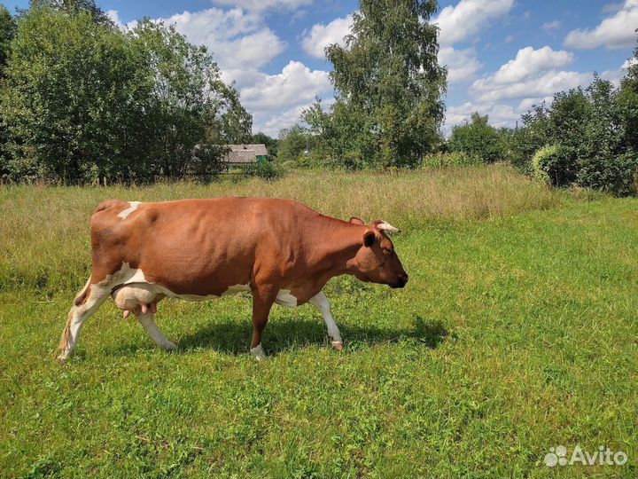 Корова молочная