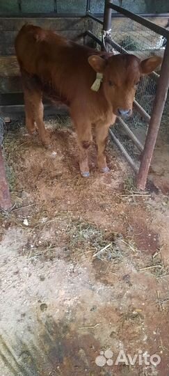 Две коровы и теленок