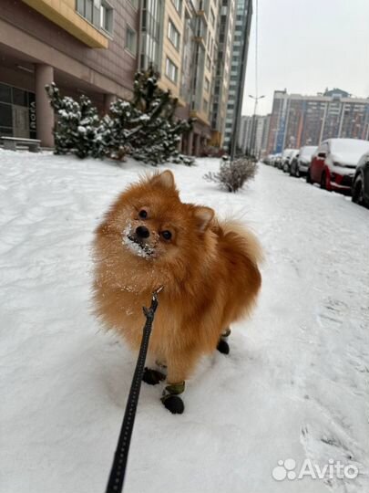 Вязка шпиц кобель