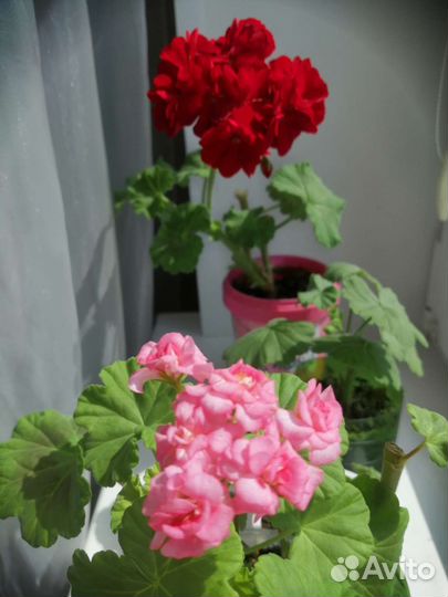 Пеларгония розебудная