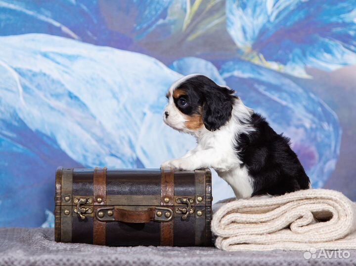 Кавалер кинг чарльз спаниель триколор
