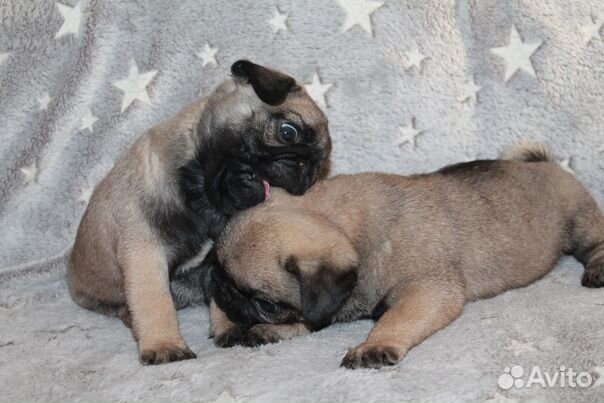 Щенок мопса