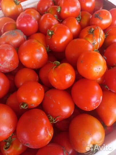 Помидоры домашние грунтовые
