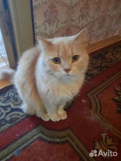 Кот в беде Нужен дом