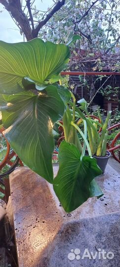 Калла эфиопская