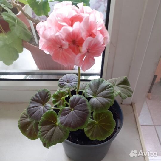 Герань пеларгония