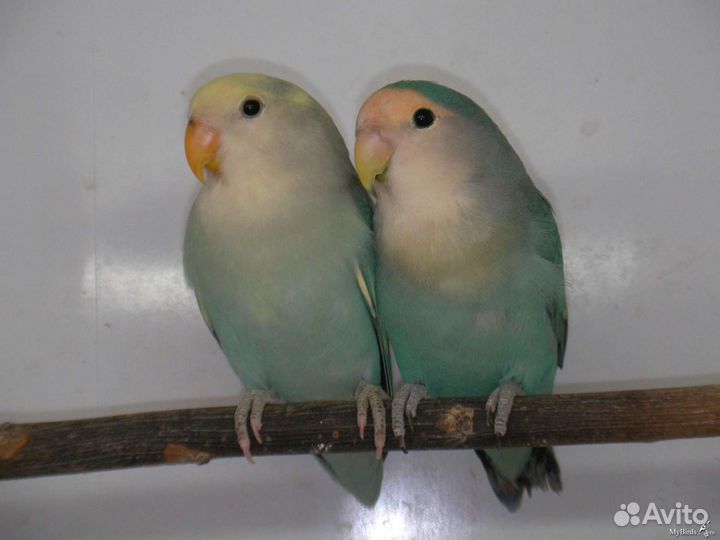 Голубые неразлучники, птенцы