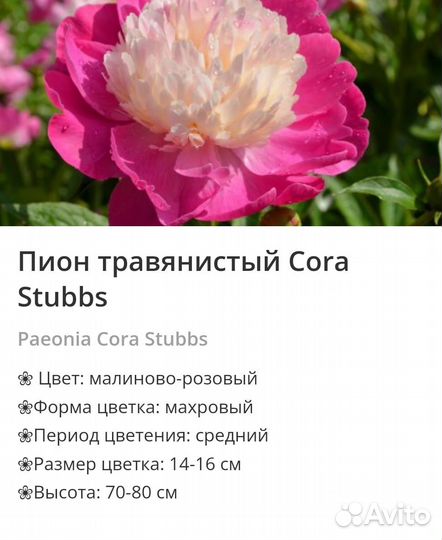 Пионы сортовые