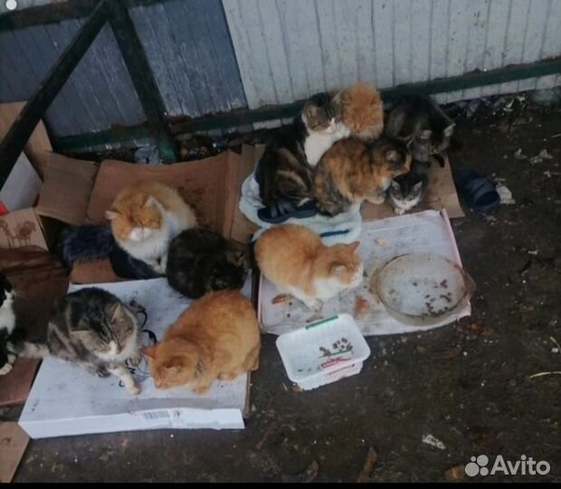 Кошки ищут дом