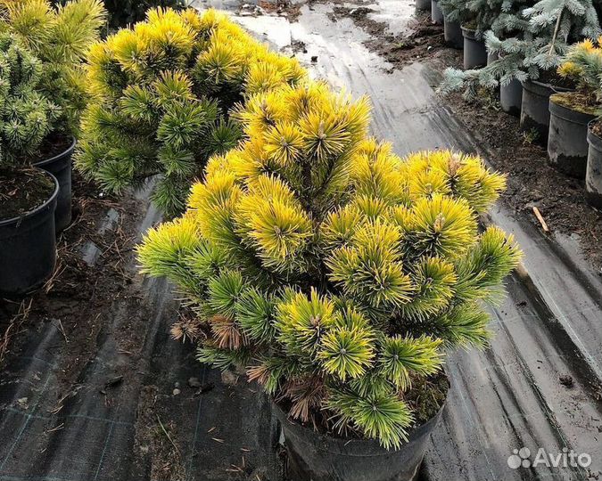 Сосна Винтер Голд