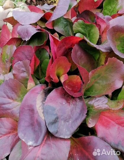 Бадан, пион, живучки, осока, флокс, ирисы