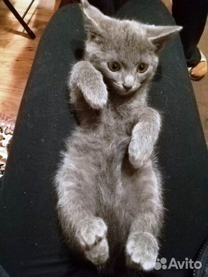 Котенок мальчик метис от русского голубой
