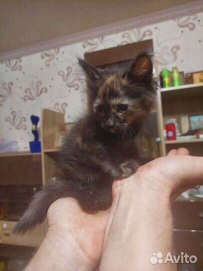 Кошка в дар бесплатно