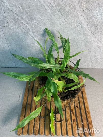 Папоротник