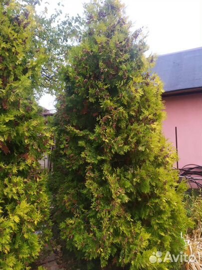 Туя Еллоу Рибон