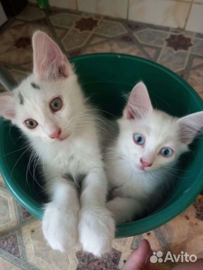 Кошки в добрые руки бесплатно