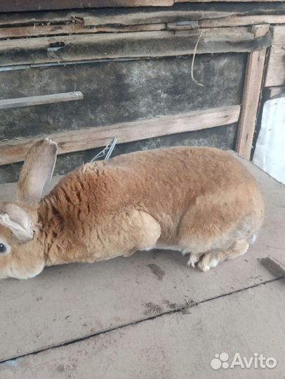 Кролики породы рекс