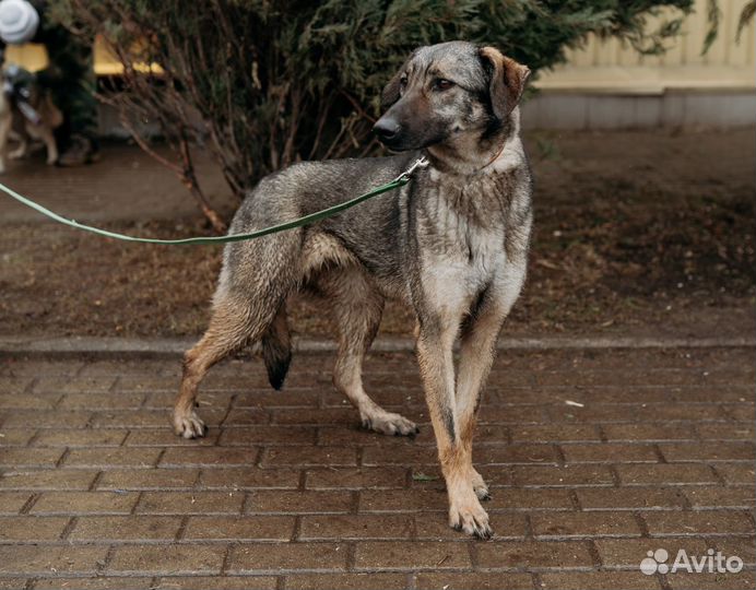 Спасите собаку из приюта
