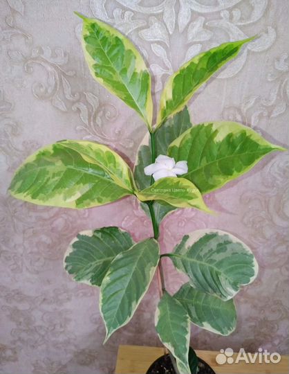 Табернемонтана BangsaphanDream-вариегатный