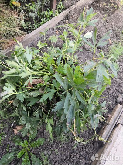 Растение садовое