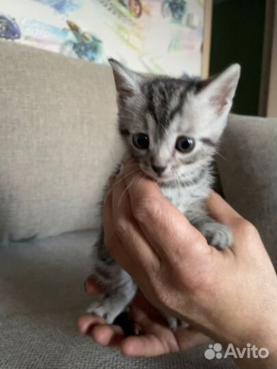 Кошка