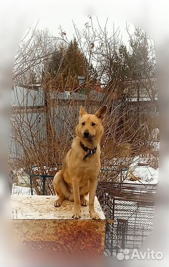 Молодой, душевный пёс ищет дом