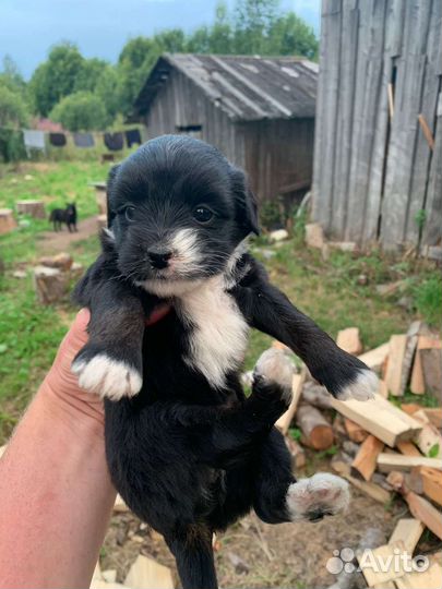 Отдам щенков