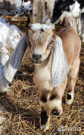 Козочки англо-нубийские