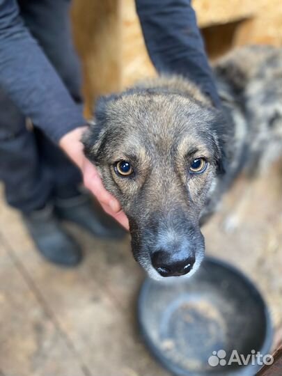 Собака предана