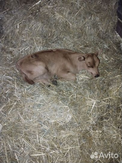 Тёлки, и поросята