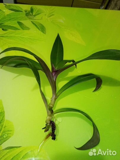 Рэо разноцветный