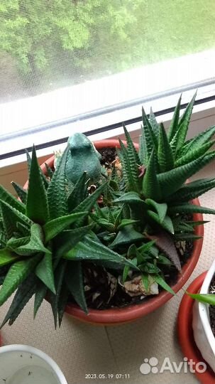 Комнатные цветы