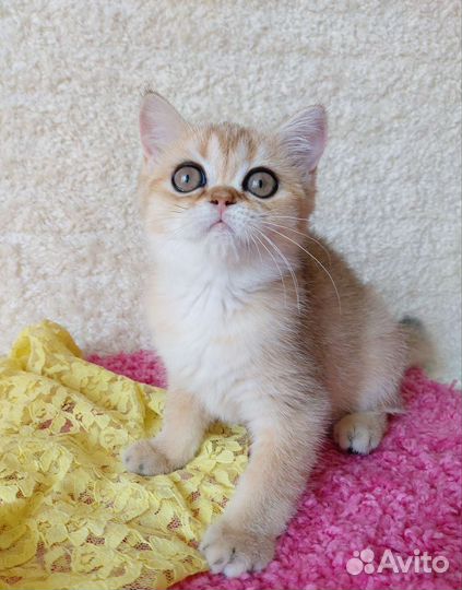 Шотландская девочка золотая шиншилла