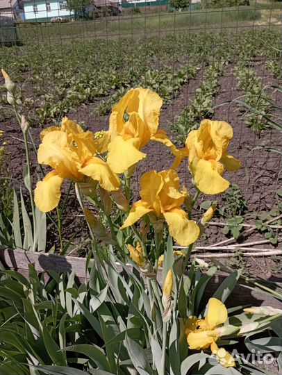Ирисы
