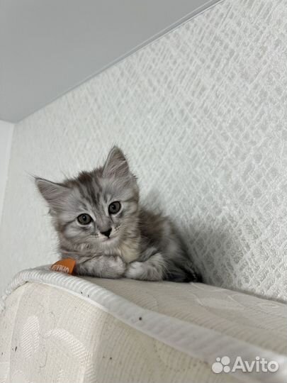 Кошки бесплатно