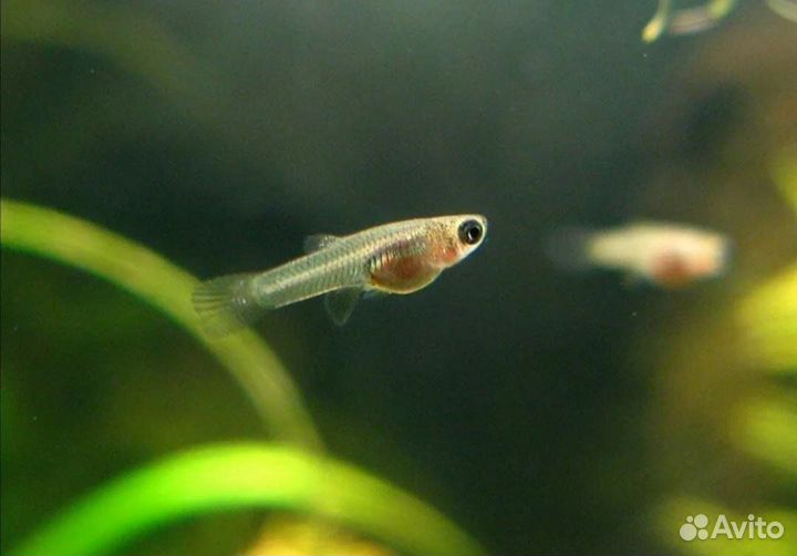 Аквариумные рыбки гуппи
