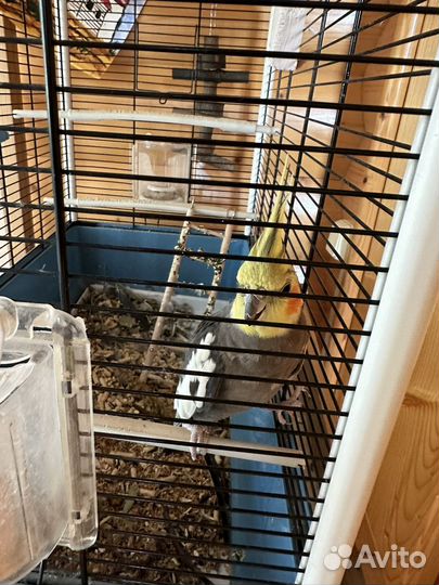 Попугай корелла с клеткой