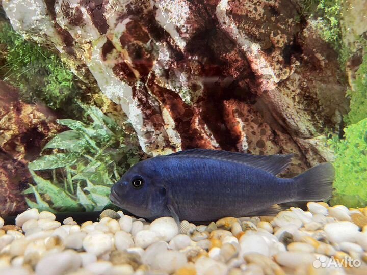 Рыбки Цихлиды, Голубая зебра самец