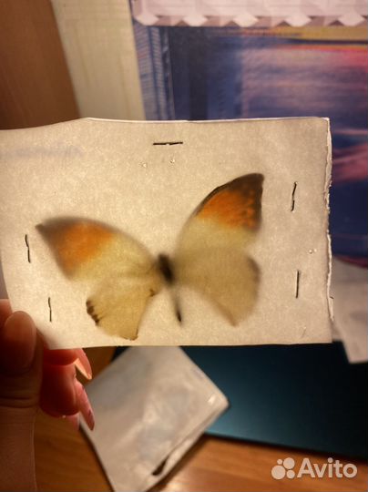 Бабочки