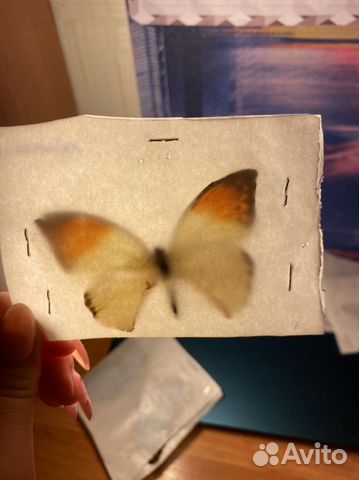 Бабочки