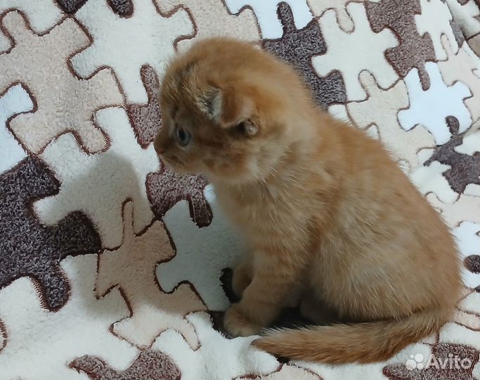 Вислоухий котик