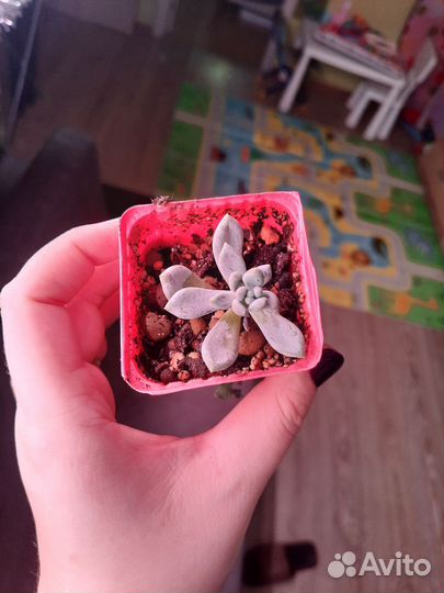 Суккуленты детки