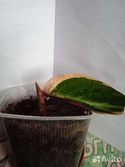 Строманта триколор