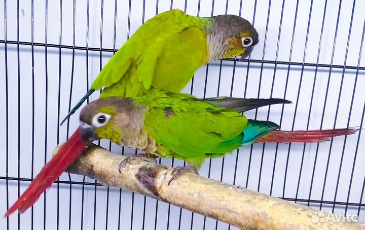 Попугай монах квакер ожерел(птенцы)